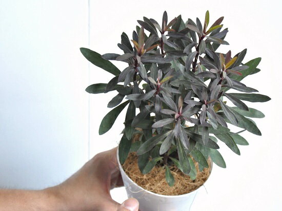 楽天市場 お試しサイズ New ユーフォルビア ブラックバード ４号サイズ ユーホルビア トウダイグサ Euphorbia Martinii Black Bird 鉢植え 寄せ植え バルコニスト カラーリーフ ポイント消化 観葉植物 ガーデニング 苗 苗木 鉢 ランドプランツ