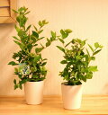 【 果樹苗 】 ブルーベリー 苗 4号size 樹高:約45cm 敬老の日 ポイント消化 観葉植物