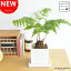 NEW!! ゴールデンチャウチャウ 質感の良いスクエア陶器に植えた タカワラビ Mサイズ 蕨 シダ植物 チャウチャウ シダ 敬老の日 ポイント消化 観葉植物 ゴールデンモンキー