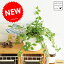 【 観葉植物 】【話題の商品】 つる性ガジュマル 白色丸型陶器に植えた フィカス シャングリラ テリハイヌビワ Ficus vaccinioides 敬老の日 ポイント消化 観葉植物