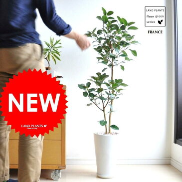 【 観葉植物 】　H110cm　フランスゴム　白色マット色丸型陶器のゴム　ゴムの木floor green series　フランスゴムの木　敬老の日　ポイント消化　観葉植物