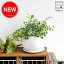 new!! 可愛い葉っぱのグリーン プミラ 白色丸型陶器に植えた 爽やかグリーンtable green series フィカス・プミラ【楽ギフ_のし】【楽ギフ_のし宛書】【楽ギフ_メッセ】【楽ギフ_メッセ入力】プーミラ 敬老の日 ポイント消化 観葉植物