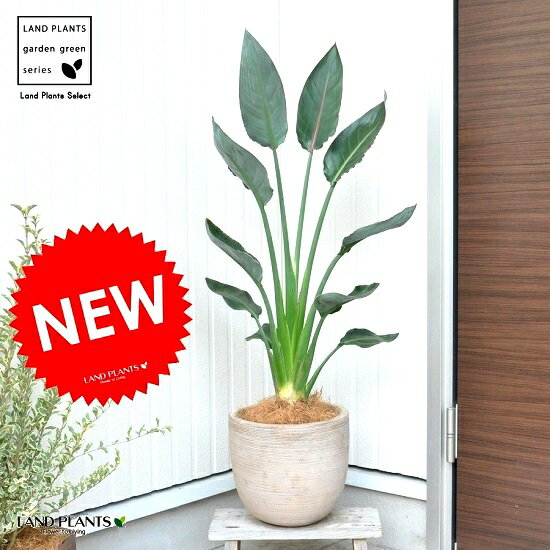 楽天市場 バルコニスト 推奨item New ストレリチア レギネ 極楽鳥花 デザインの良いテラコッタの ストレチア ゴクラクチョウカ 楽ギフ のし 楽ギフ のし宛書 楽ギフ メッセ 楽ギフ メッセ入力 アジアングリーン ランドプランツ