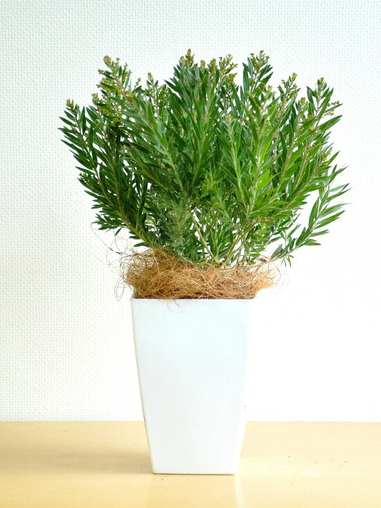 楽天市場 希少 New アカシア テレサ ４号サイズ 矮性アカシアテレサ 苗から育てよう 黄色の花をつける ハナアカシア 鉢植え 銀葉アカシア テーブルミモザ ミモザアカシア アカシアの木 三角 敬老の日 ポイント消化 観葉植物 ランドプランツ