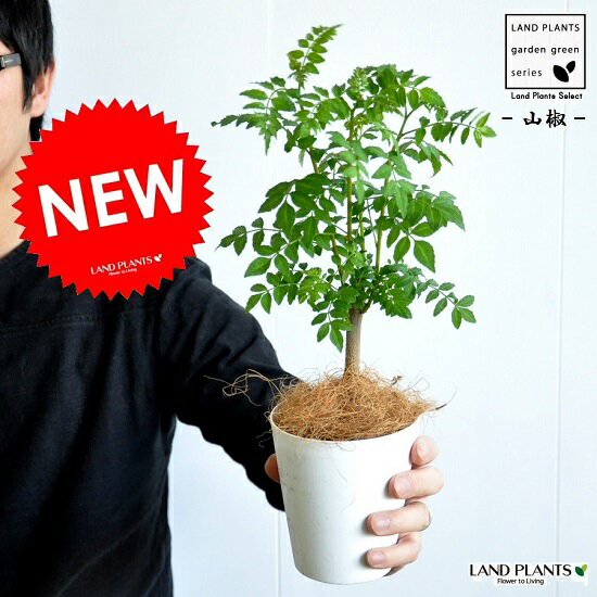 【お試しサイズ】　NEW!!　山椒（サンショウ） 白色プラスチック鉢セット　サンショウ苗　山椒の木　木の芽　ハジカミ　葉サンショウ　葉山椒　朝倉山椒　苗木　バルコニスト　香辛料　【母の日】　敬老の日　ポイント消化　観葉植物