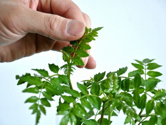 【お試しサイズ】NEW!!山椒(サンショウ)白色プラスチック鉢セットサンショウ苗木の芽ハジカミ葉サンショウ葉山椒朝倉山椒苗木バルコニスト香辛料【母の日】