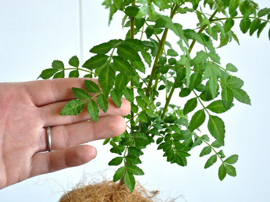 上質な土を使用し、一つずつ丁寧に植えこんでいます。