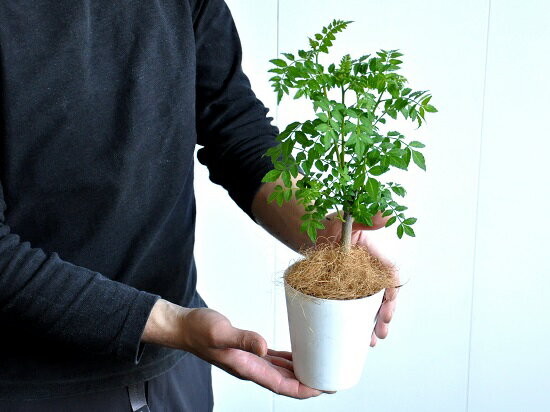 【お試しサイズ】NEW!!山椒(サンショウ)白色プラスチック鉢セットサンショウ苗木の芽ハジカミ葉サンショウ葉山椒朝倉山椒苗木バルコニスト香辛料【母の日】