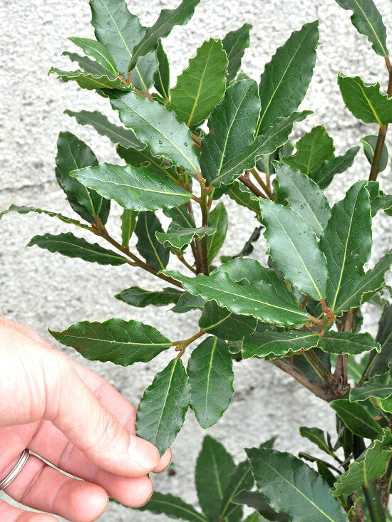 楽天市場 New 月桂樹 ゲッケイジュ デザインの良いテラコッタに植えた ローリエ ゲッケイジュ ローリエの木 ベイリーフ ローレル ロリエ 月桂冠 クスノキ 月桂葉 月桂実 バルコニスト 推奨item Laurus Nobilis ランドプランツ