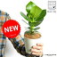 【お試しサイズ】 NEW!! クルシア・ロゼア 白色プラスチック鉢セット 4号サイズ 肉厚な葉の植物♪ ギフトに最適ITEMを♪ オトギリソウ クルシアロゼア クルーシャ Clusia rosea【父の日ギフト】 敬老の日 ポイント消化 観葉植物