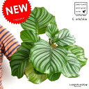 【お試し】 カラテア(オルビフォリア) 4号 白色 プラスチック鉢 Calathea orbifolia クズウコン 敬老の日 ポイント消化 観葉植物