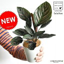  カラテア（サンデリアーナ） 4号 白色 プラスチック鉢 オルナータ　Calathea　クズウコン　観葉植物