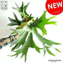 お買い得だと思います。 コウモリラン ボリュームたっぷり 6...