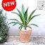 NEW!! アガベ テラコッタ鉢に植えた アロエの木 MOSS POT 鉢植え リュウゼツラン モスポット カリフォルニア 竜舌蘭 アガペ アガヴェ 観葉植物 【バルコニスト 推奨item】 敬老の日 ポイント消化 観葉植物