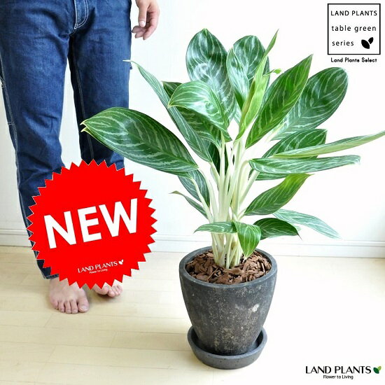 楽天市場 New アグラオネマ グリーンサン 黒色エッグ陶器鉢に植えた カラーリーフ Aglaonema ブラックポット 苗 苗木 鉢植え ズウコン サトイモ 敬老の日 ポイント消化 観葉植物 送料無料 ランドプランツ
