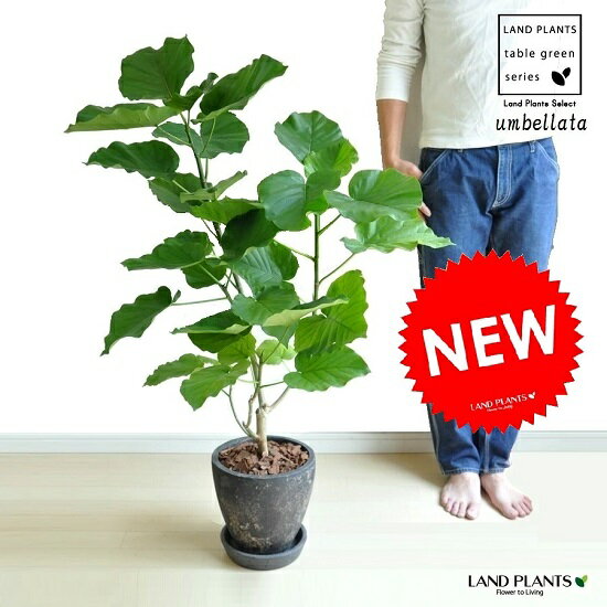 ウンベラータ NEW!!　ハートリーフ　ウンベラータ　黒色エッグ陶器鉢に植えた　フィカス・ウンベラータ ブラックプランター　　ウランベータ・日傘・ウエルカムディスプレー・鉢植え・8号・ゴムノキ・ゴムの木・ウンベラーダ・ポイント消化・送料無料・観葉植物