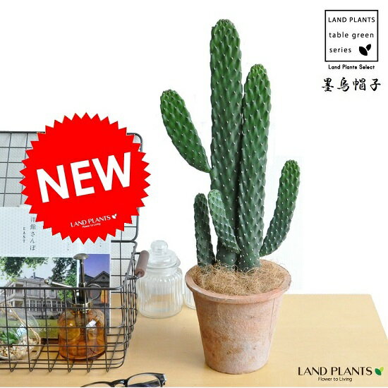 NEW!!　サボテン　墨烏帽子　2本立ちロング　茶色モスポットに植えた　ウチワサボテン　多肉植物・スミエボシ・バンザイサボテン・カクタス・C4カクタス・墨鳥帽子・敬老の日・ポイント消化・観葉植物・送料無料・苔・mosspot・テラコッタ・レンガ