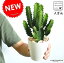 【お試しサイズ】 NEW!! サボテン 大雲閣(ダイウンカク) 白色プラスチック鉢セット 4号サイズ 多肉植物・フユーフォルビア・トウダイグサ・ユーホルビア カクタス・苗・苗木・敬老の日・ポイント消化・観葉植物