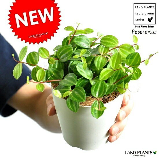 楽天市場 New ペペロミア アングラータ 白色プラスチック鉢セット 4号サイズ 多肉質の植物 Peperomiaサダソウ属 佐田草属 敬老の日 ポイント消化 観葉植物 多肉植物 ぺぺ ペペロミアアングラータ アングラタ ランドプランツ
