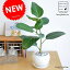NEW!! フィカス ベンガレンシス 白丸陶器鉢に植えた ゴムの木 ベンガルゴム・フィカスベンガレンシス・オードリー・ゴムノキ Ficus benghalensis・ベンガル菩提樹・ベンガルボダイジュ・イチジク プレゼント・ギフト・ポイント消化・送料無料