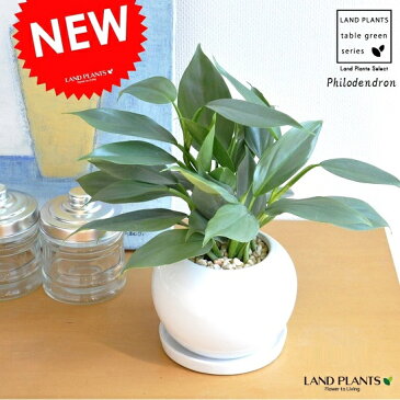 NEW!! フィロデンドロン シルバーメタル 白丸陶器鉢に植えた Philodendron ツル性の植物・ポトス・ポイント消化・観葉植物・送料無料