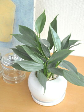 NEW!! フィロデンドロン シルバーメタル 白丸陶器鉢に植えた Philodendron ツル性の植物・ポトス・ポイント消化・観葉植物・送料無料
