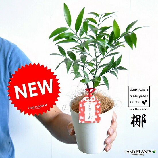 楽天市場 New 縁結びの木 梛 ナギ 白色プラスチック鉢 4号サイズ 熊野三山の御神木 ナギの木 ギフトに最適ｉｔｅｍを 観葉植物 梛の木 梛ナギ 直虎 ポイント消化 なぎの木 ポイント消化 ランドプランツ