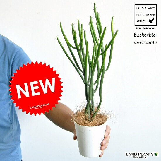 【お試しサイズ】　NEW!!　ユーフォルビア・オンコクラータ　白色プラスチック鉢セット　4号サイズ　フユーフォルビア・トウダイグサ・ユーホルビア　カクタス・苗・苗木・敬老の日・ポイント消化・観葉植物　Euphorbia oncoclada・マダガスカル