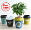 【4カラー】 コーヒーの木 コーヒーカップ型 陶器鉢 Mサイズ チルドカップコーヒーノキ・3号・4号・植木鉢・底穴あり・フラワーポット 白・黒・青・オレンジ・ミント・ネイビー・グリーン
