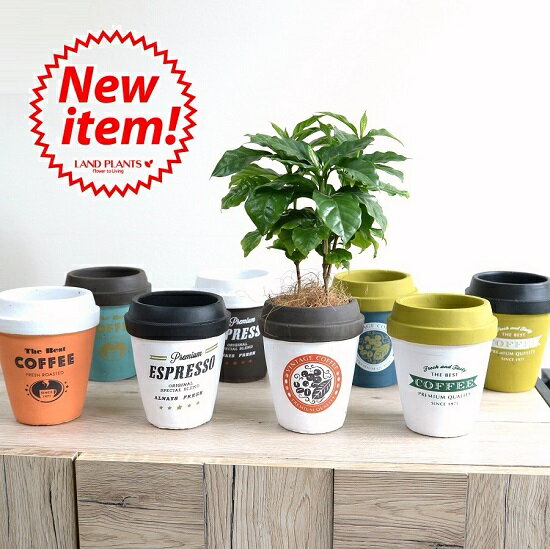 楽天市場 8カラー コーヒーの木 コーヒーカップ型 陶器鉢 Mサイズ チルドカップコーヒーノキ 3号 4号 植木鉢 底穴あり フラワーポット 白 黒 青 オレンジ ミント ネイビー グリーン ランドプランツ