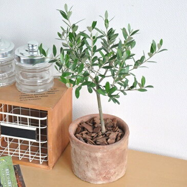 new!! オリーブ モスポット鉢に植えた 卓上サイズの オリーブの木 シリンダー型 テラコッタ鉢 結婚式で両親へのプレゼント 結婚式の記念品 親贈呈ギフト 両親贈呈品 MOSS POT 苗 苗木 鉢植え 敬老の日 ポイント消化 観葉植物