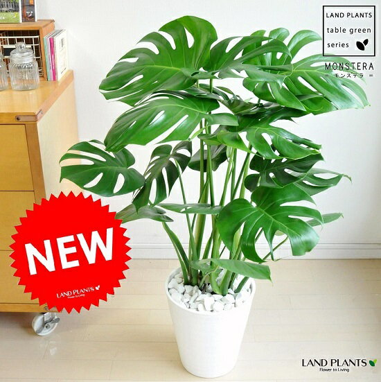 楽天市場 New 美しい モンステラ 白セラアート鉢に植えた モンステラ ペルツーサ デリキオサ 鳳来蕉 ホウライショウ モンスター ホウライショウ属 デリシオサ デリシオーサ ポイント消化 送料無料 観葉植物 敬老の日 ポイント消化 観葉植物 ランドプランツ
