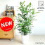 new!! シルクジャスミン 白セラアート鉢に植えた 花を付ける観葉 良い香りの花が咲く ゲッキツ ジャスミン 割れない【楽ギフ_のし】【楽ギフ_のし宛書】【楽ギフ_メッセ】【楽ギフ_メッセ入力】血行促進 月橘 オレンジジャスミン イヌツゲ