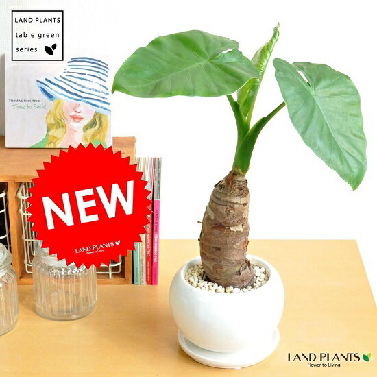 クワズイモ New!!　クワズイモ　白色大丸型陶器鉢に植えた　アロカシア【楽ギフ_のし】【楽ギフ_のし宛書】【楽ギフ_メッセ】【楽ギフ_メッセ入力】芋　アローカシア　サトイモ　出世芋　アジアングリーン　トトロ　傘　食わず芋　敬老の日　ポイント消化　観葉植物