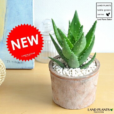 New!!　アロエ　不夜城(緑)　モスポット鉢に植えた　アロエ　 シリンダー型　テラコッタ鉢　卓上で育てるアロエ　【楽ギフ_メッセ】【楽ギフ_メッセ入力】　薬草　観葉植物　鉢植え　アロエベラ　バルコニスト　苗　苗木　敬老の日　ポイント消化　観葉植物