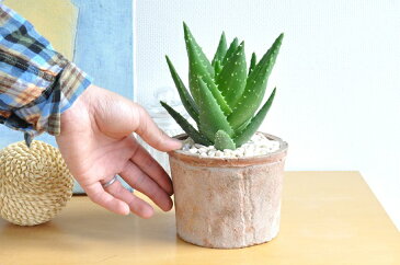 New!! アロエ 不夜城(緑) モスポット鉢に植えた アロエ シリンダー型 テラコッタ鉢 卓上で育てるアロエ 【楽ギフ_メッセ】【楽ギフ_メッセ入力】 薬草 観葉植物 鉢植え アロエベラ バルコニスト 苗 苗木 敬老の日 ポイント消化 観葉植物