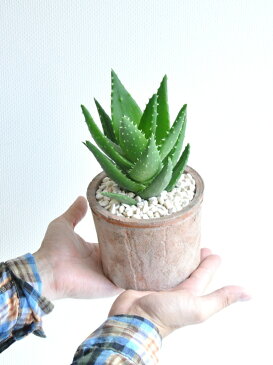 New!! アロエ 不夜城(緑) モスポット鉢に植えた アロエ シリンダー型 テラコッタ鉢 卓上で育てるアロエ 【楽ギフ_メッセ】【楽ギフ_メッセ入力】 薬草 観葉植物 鉢植え アロエベラ バルコニスト 苗 苗木 敬老の日 ポイント消化 観葉植物