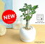 【落葉中】 NEW!! 砂漠のバラ アデニウム 白色丸型陶器に植えた デザート・ローズ ギフトに最適ITEMを♪【楽ギフ_のし】【楽ギフ_のし宛書】【楽ギフ_メッセ】【楽ギフ_メッセ入力】多肉質 キョウチクトウ 薔薇 敬老の日 ポイント消化 観葉植物