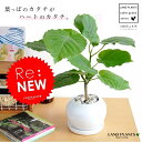 new!! ハートリーフ ウンベラータ 白色丸形陶器鉢に植え...