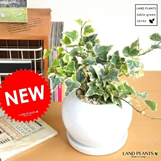 楽天市場 選べる種類 New アイビー 白色丸型陶器鉢に植えた ヘデラ 斑入り葉 緑葉 楽ギフ のし 楽ギフ のし宛書 楽ギフ メッセ 楽ギフ メッセ入力 苗 観葉植物 植物 蔓 蔦 敬老の日 ポイント消化 観葉植物 ランドプランツ