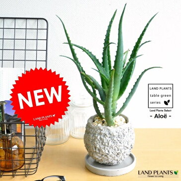 New!! キダチアロエ デコボコセメントポットに植えた 木立アロエ 卓上で育てるアロエ 【楽ギフ_メッセ】【楽ギフ_メッセ入力】コンクリpot 薬草 観葉植物 鉢植え 苗 苗木 アロエベラ アロエ バルコニスト 敬老の日 ポイント消化 観葉植物