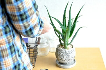 New!! キダチアロエ デコボコセメントポットに植えた 木立アロエ 卓上で育てるアロエ 【楽ギフ_メッセ】【楽ギフ_メッセ入力】コンクリpot 薬草 観葉植物 鉢植え 苗 苗木 アロエベラ アロエ バルコニスト 敬老の日 ポイント消化 観葉植物