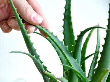 New!! キダチアロエ デコボコセメントポットに植えた 木立アロエ 卓上で育てるアロエ 【楽ギフ_メッセ】【楽ギフ_メッセ入力】コンクリpot 薬草 観葉植物 鉢植え 苗 苗木 アロエベラ アロエ バルコニスト 敬老の日 ポイント消化 観葉植物