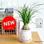 ALL-NEW!! トックリラン(ノリナ) 風合いのあるラウンド型陶器鉢に植えた 幹の太い ポニーテール 子ぶたのしっぽ 敬老の日 ポイント消化 観葉植物