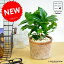 NEW! コーヒーの木 モスポット鉢に植えた コーヒーノキ シリンダー型 テラコッタ鉢 【楽ギフ_のし】【楽ギフ_のし宛書】【楽ギフ_メッセ】【楽ギフ_メッセ入力】珈琲 MOSS POT 敬老の日 ポイント消化 観葉植物