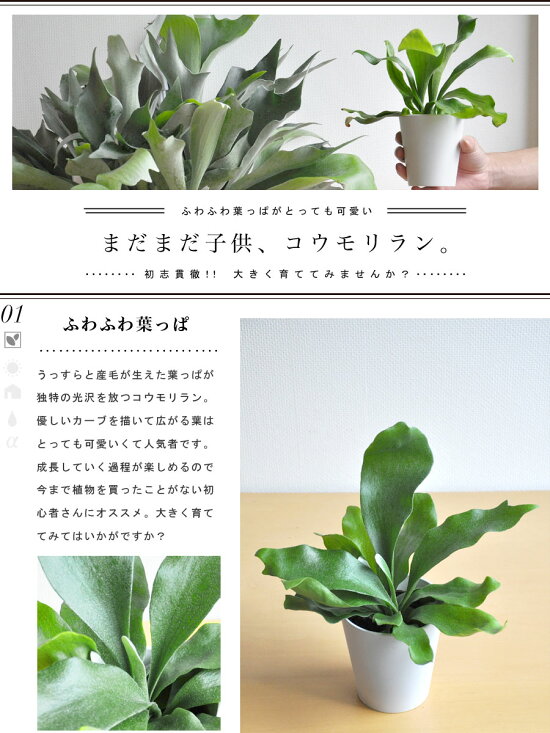 楽天市場 観葉植物 珍しい オブジェのような植物 コウモリラン 敬老の日 ポイント消化 観葉植物 ランドプランツ 楽天市場 観葉植物 珍しい オブジェのような植物 コウモリラン 敬老の日 ポイント消化 観葉植物 ランドプランツ