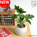 セローム セローム 白色 丸型 陶器鉢 （バークチップ ） table green series　new!!　敬老の日　ポイント消化　観葉植物