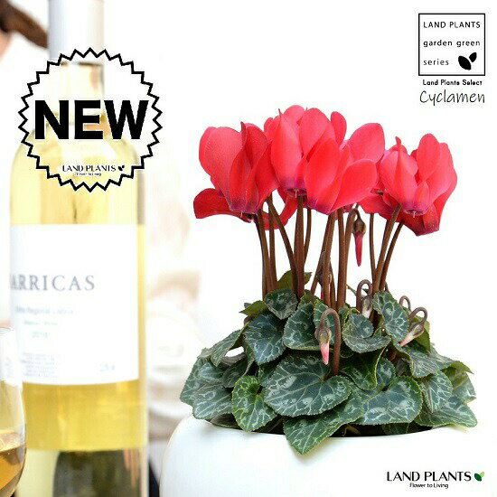 シクラメン（赤花） 白色 丸型 陶器鉢 【天然砕石・受皿】 ガーデンシクラメン カガリビバナ（篝火花）..