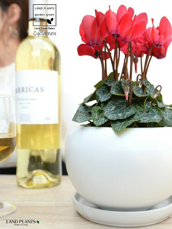 ガーデンシクラメン（赤花） 白色 丸型 陶器鉢 【天然砕石・受皿】 シクラメン カガリビバナ（篝火花） ブタノマンジュウ（豚の饅頭） 苗 苗木 花苗 鉢花 鉢植え 植木 赤花 赤 レッド 白 ホワイト 丸 ラウンド 観葉植物 送料無料