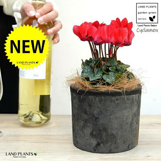 ガーデンシクラメン（赤花） 黒色 モスポット シリンダー型 陶器鉢 【ココファイバー】 シクラメン フイリ ミックス カガリビバナ（篝火花） ブタノマンジュウ（豚の饅頭） 苗 苗木 花苗 鉢花 鉢植え 植木 赤 レッド 黒 ブラック 丸 観葉植物 送料無料